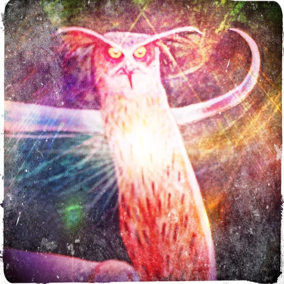 Meet your Posher, Minerva - Picture 1 of 1